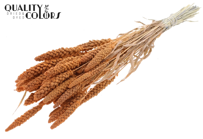 <h4>Gierst per bunch Intense Frosted Salmon</h4>