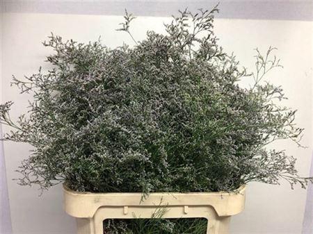 <h4>Lim Beltlaard</h4>