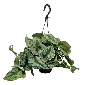 Scindapsus Pictus Trebie Hangpot