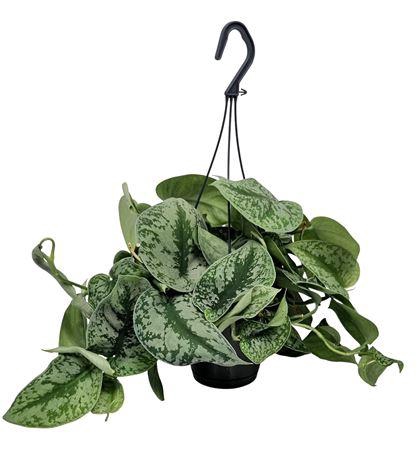 <h4>Scindapsus Pictus Trebie Hangpot</h4>