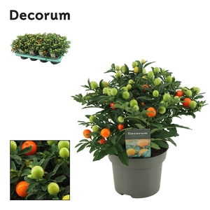 Solanum Pseudocapsicum P13 Decorum