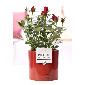 Rosa red in P&PURE Essential ceramics red