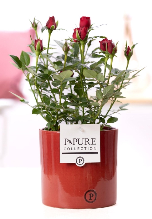 <h4>Rosa red in P&PURE Essential ceramics red</h4>