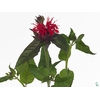 Monarda Red Fountain Via Florian