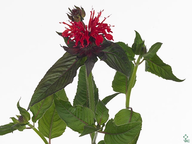 Monarda Red Fountain Via Florian