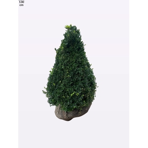 BUXU SEMPERVIRENS