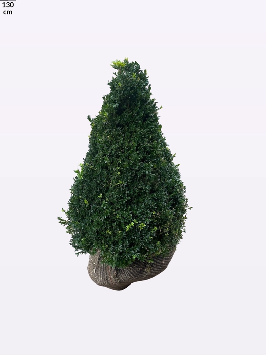 <h4>BUXU SEMPERVIRENS</h4>