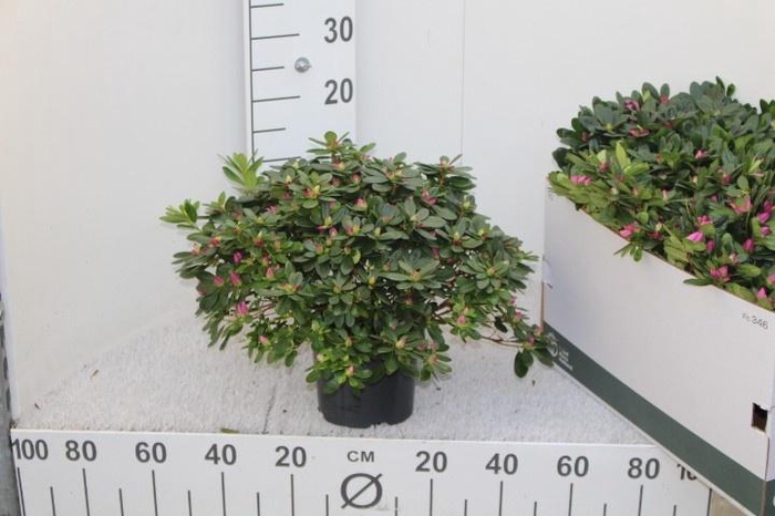 <h4>RHODO SI OV</h4>