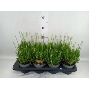 Lavandula angus. 'Aromance White'