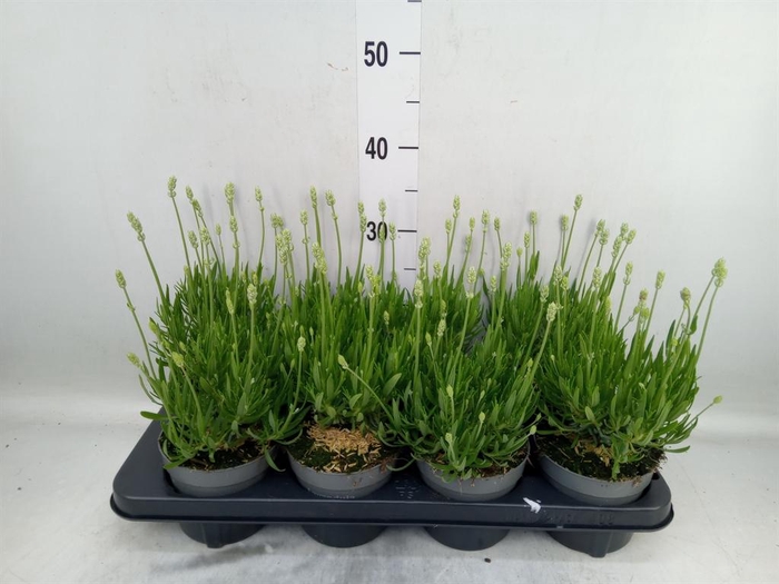 <h4>Lavandula angus. 'Aromance White'</h4>