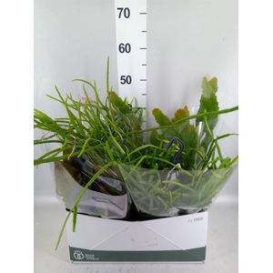 Rhipsalis   ...mix