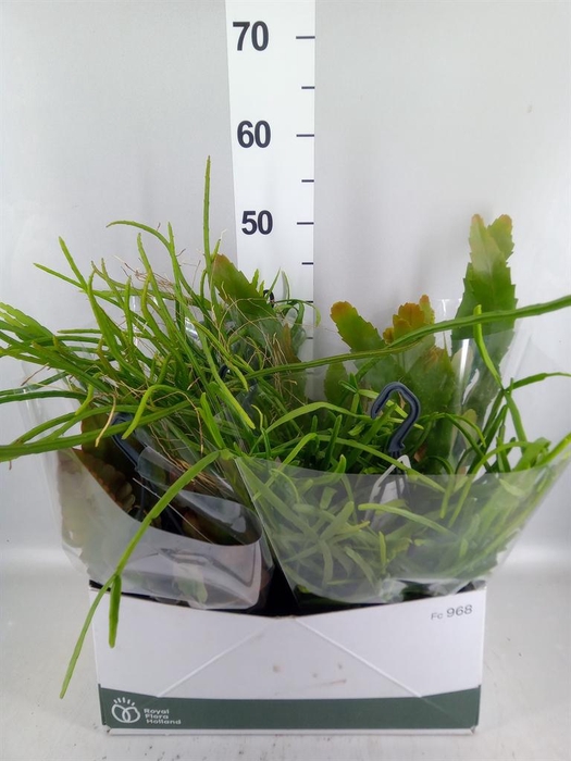 <h4>Rhipsalis ...mix</h4>