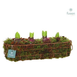 Mand metaal ovaal Large met Hyacinthus