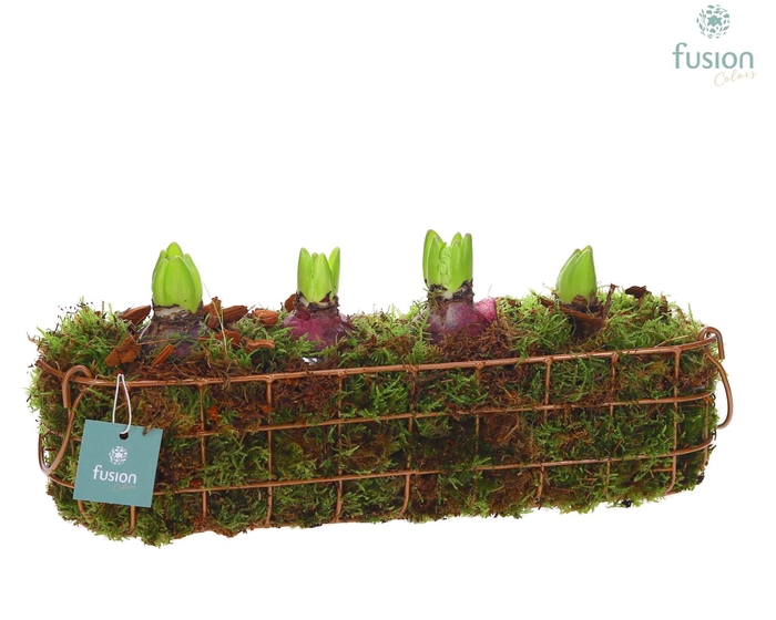 <h4>Mand metaal ovaal Large met Hyacinthus</h4>