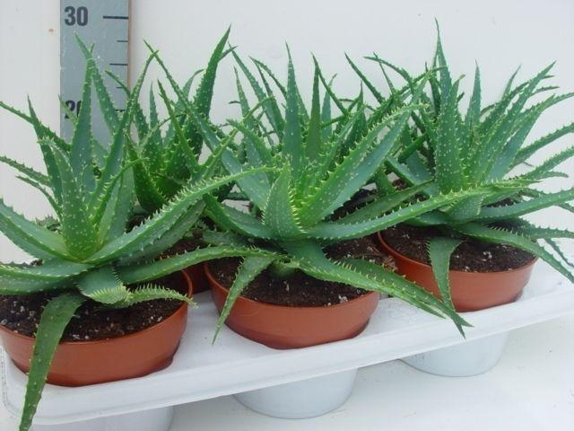 <h4>Aloe arborescens 15</h4>