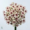 Allium Silverspring