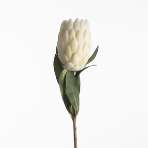 AF Protea L66cm Cream