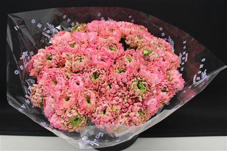 <h4>Cl Pon-pon Alice</h4>