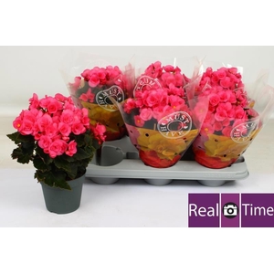 BEG HL ADONIA PINK