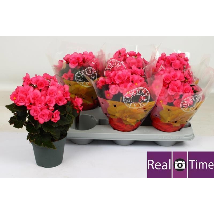 <h4>BEG HL ADONIA PINK</h4>