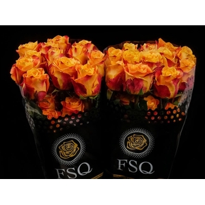 R GR Silantoi Xl Box