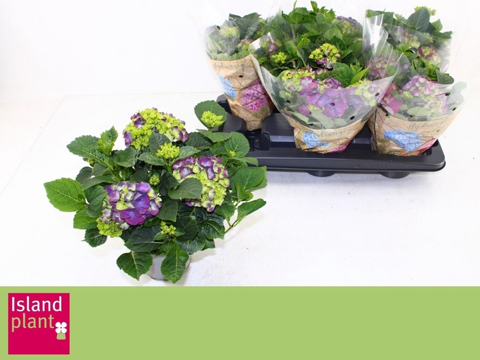 <h4>HYDR M NINGBO</h4>