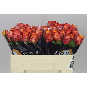 Rosa Gr Wildfox
