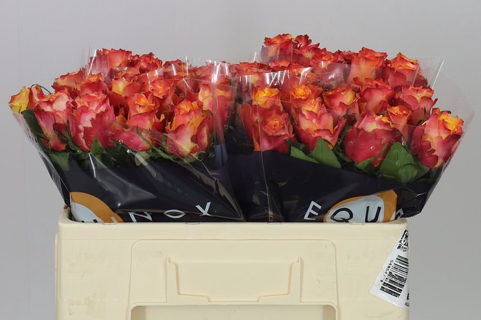 <h4>Rosa Gr Wildfox</h4>