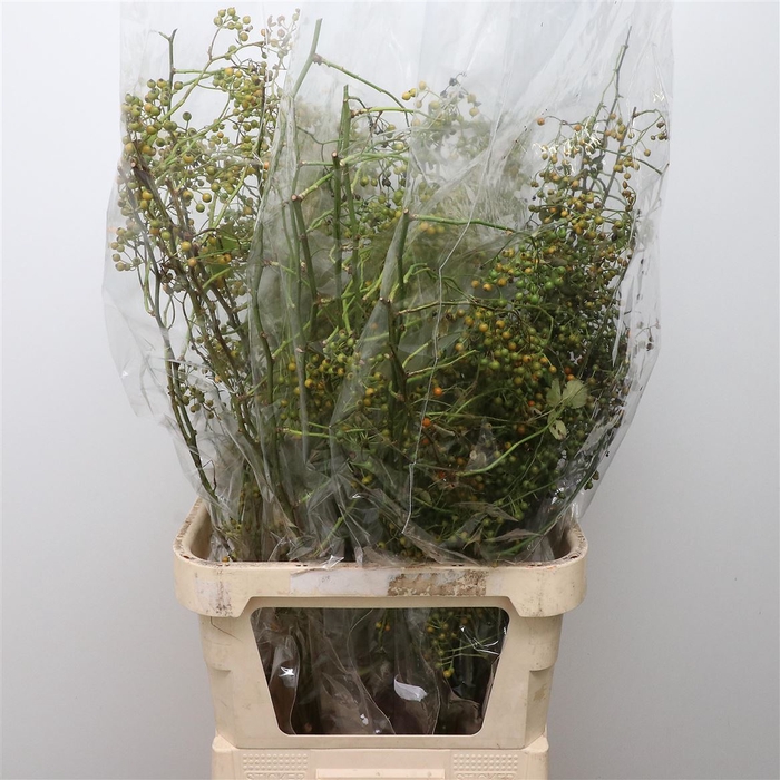 <h4>Rosa Corallo Orange Green</h4>