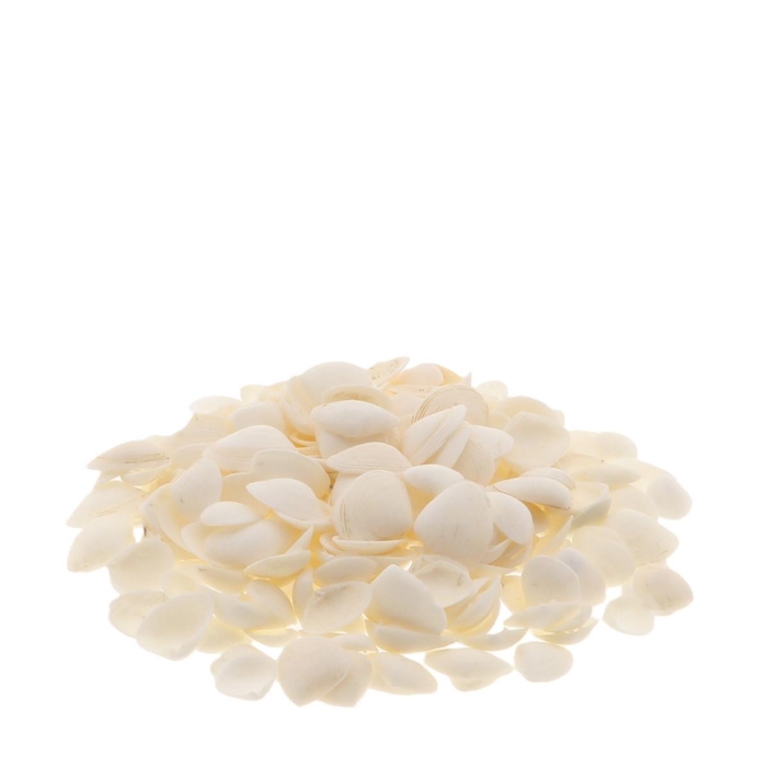 <h4>Schelpen Caycay 1kg</h4>