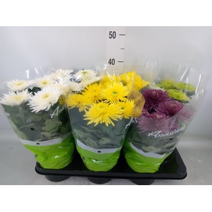 Chrysanthemum  'Anastasia' .mix