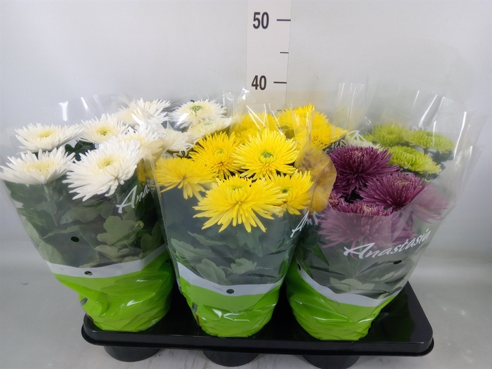 <h4>Chrysanthemum  'Anastasia' .mix</h4>