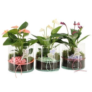 21943: Contradiction arrangement