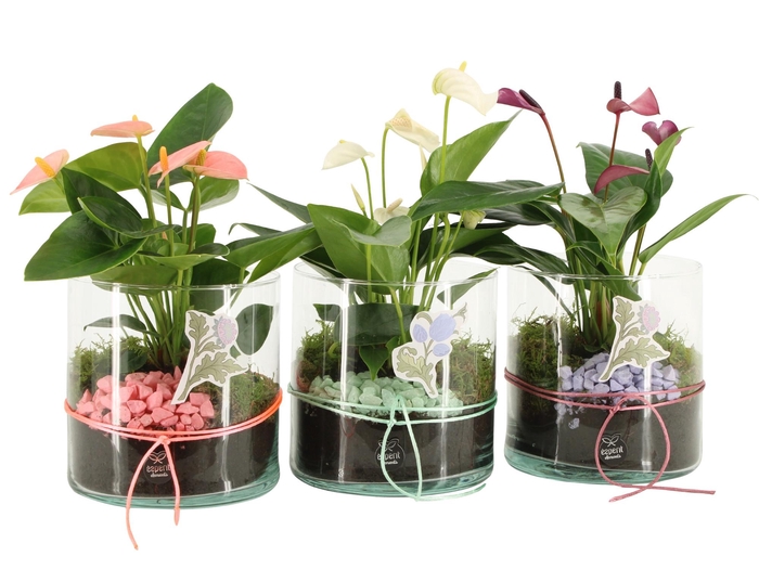 <h4>21943: Contradiction arrangement</h4>