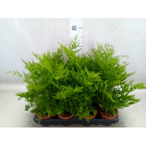 Pteris straminea