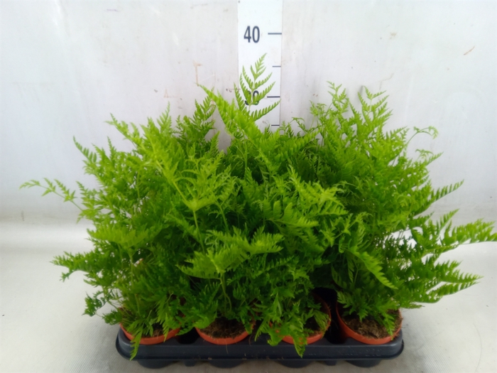 <h4>Pteris straminea</h4>