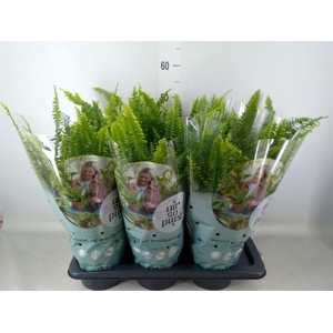 Nephrolepis exal. 'Green Lady'