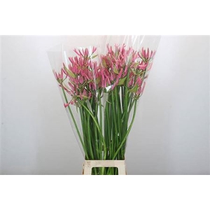 Nerine Sweet Candy