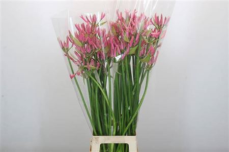 <h4>Nerine Sweet Candy</h4>