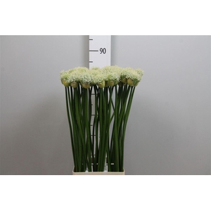 Allium Mount Everest