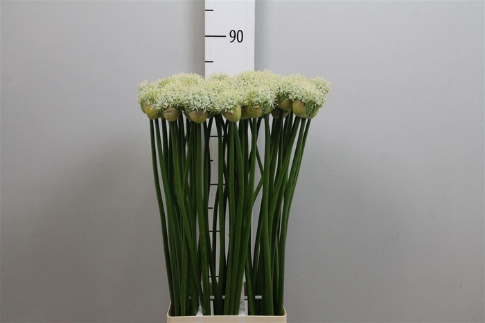 <h4>Allium Mount Everest</h4>