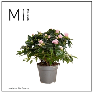 Mimesis Azalea AIKO - 13cm Bicolor