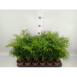 Chamaedorea elegans