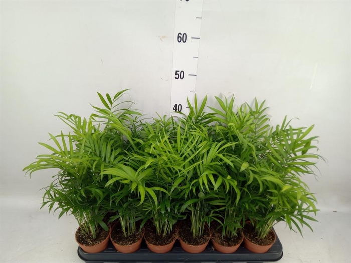 <h4>Chamaedorea elegans</h4>
