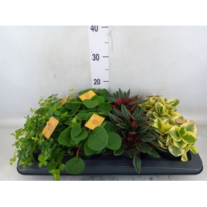 Peperomia   ...mix