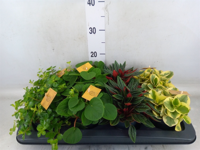 <h4>Peperomia   ...mix</h4>