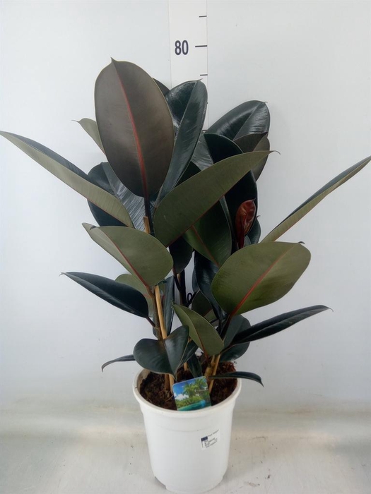 <h4>Ficus   ...</h4>