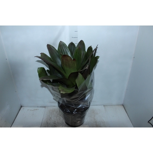 BROMELIA IMPERIAL P27 VERDE/VERMELHO