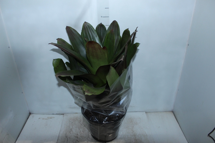 <h4>BROMELIA IMPERIAL P27 VERDE/VERMELHO</h4>