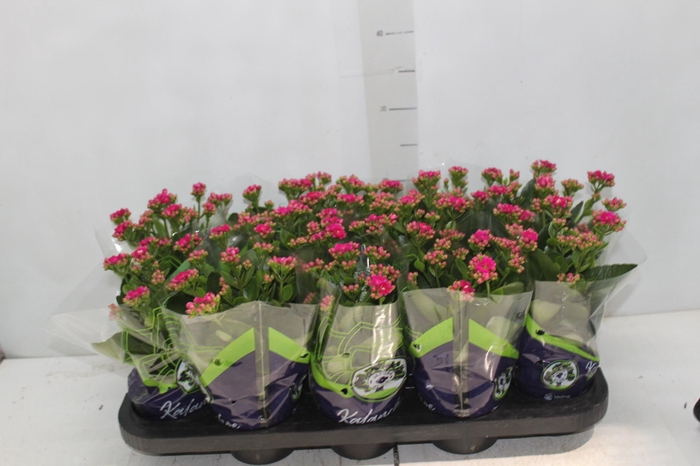 <h4>KALANCHOE DOBRADO P11 LILAS</h4>